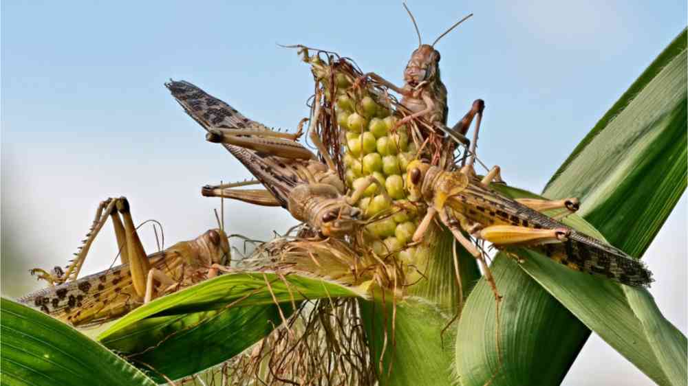 Increase the Resilience of Livelihood to Disasters